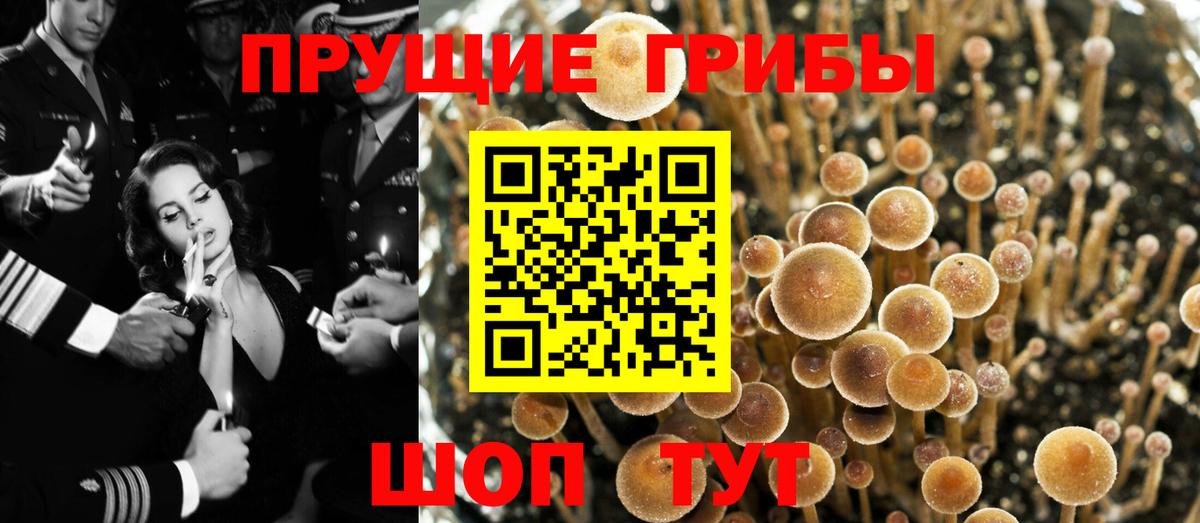 где можно купить наркотик  Псилоцибиновые грибы мухоморы  Ангарск  Вход с VPN  Галлюциногенные грибы Psilocybe 